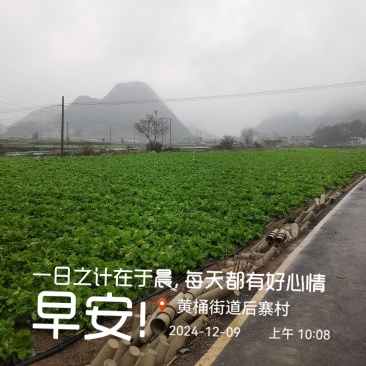 白菜苔