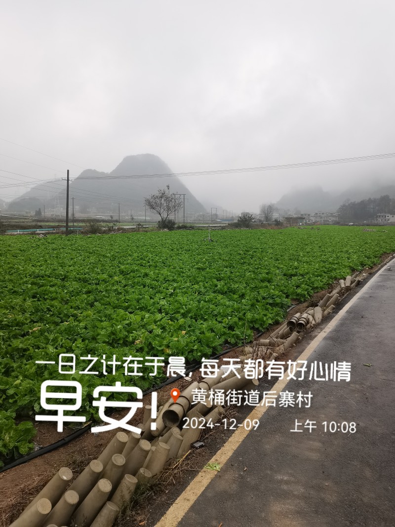 白菜苔