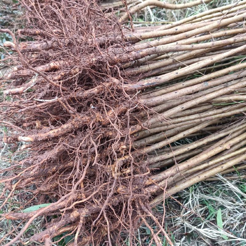 自家苗圃种植的实生毛桃苗一手货源无中间商