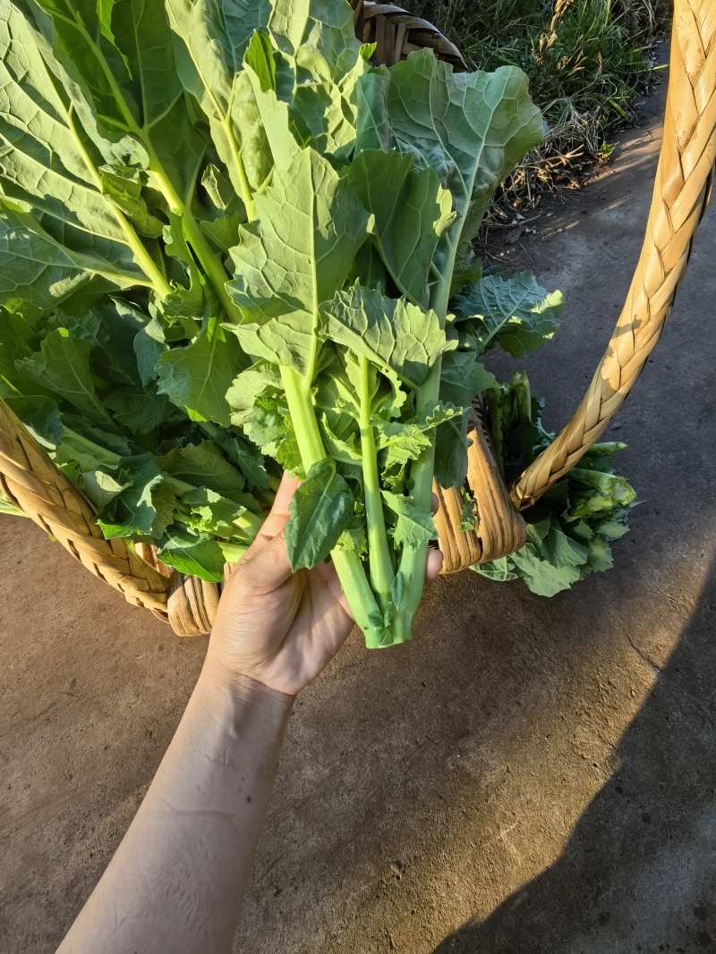 油菜心，油菜苔