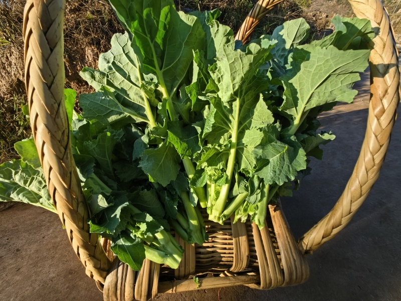 油菜心，油菜苔