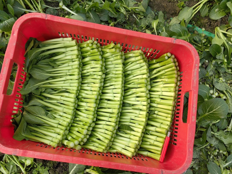 精品蔬菜