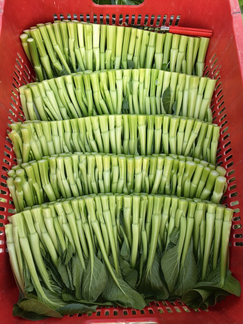 精品蔬菜
