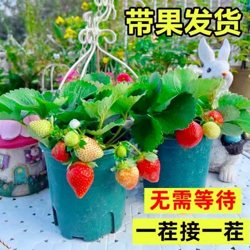 草莓苗带花带果带盆带土四季阳台室内外南北方盆栽果树苗当年