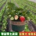 草莓苗带花带果带盆带土四季阳台室内外南北方盆栽果树苗当年