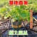 草莓苗带花带果带盆带土四季阳台室内外南北方盆栽果树苗当年