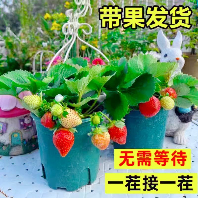 草莓苗带花带果带盆带土四季阳台室内外南北方盆栽果树苗当年