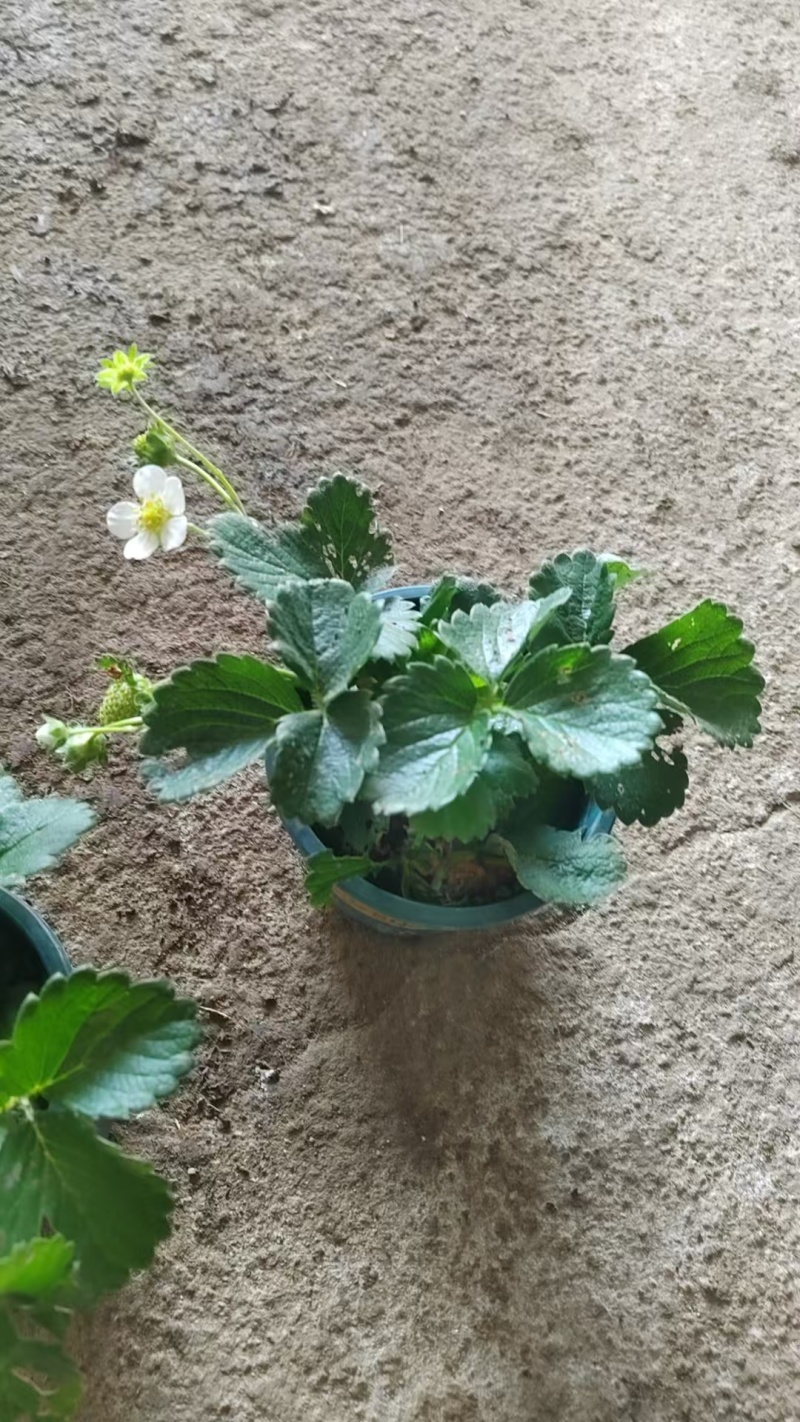 草莓苗带花带果带盆带土四季阳台室内外南北方盆栽果树苗当年