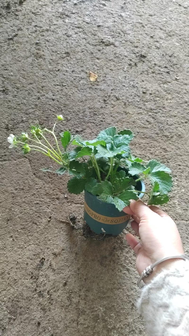 草莓苗带花带果带盆带土四季阳台室内外南北方盆栽果树苗当年