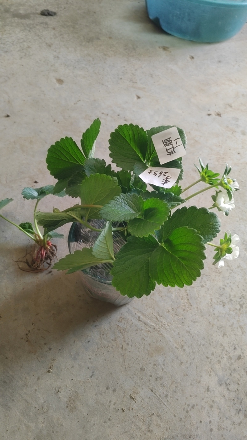 草莓苗带花带果带盆带土四季阳台室内外南北方盆栽果树苗当年
