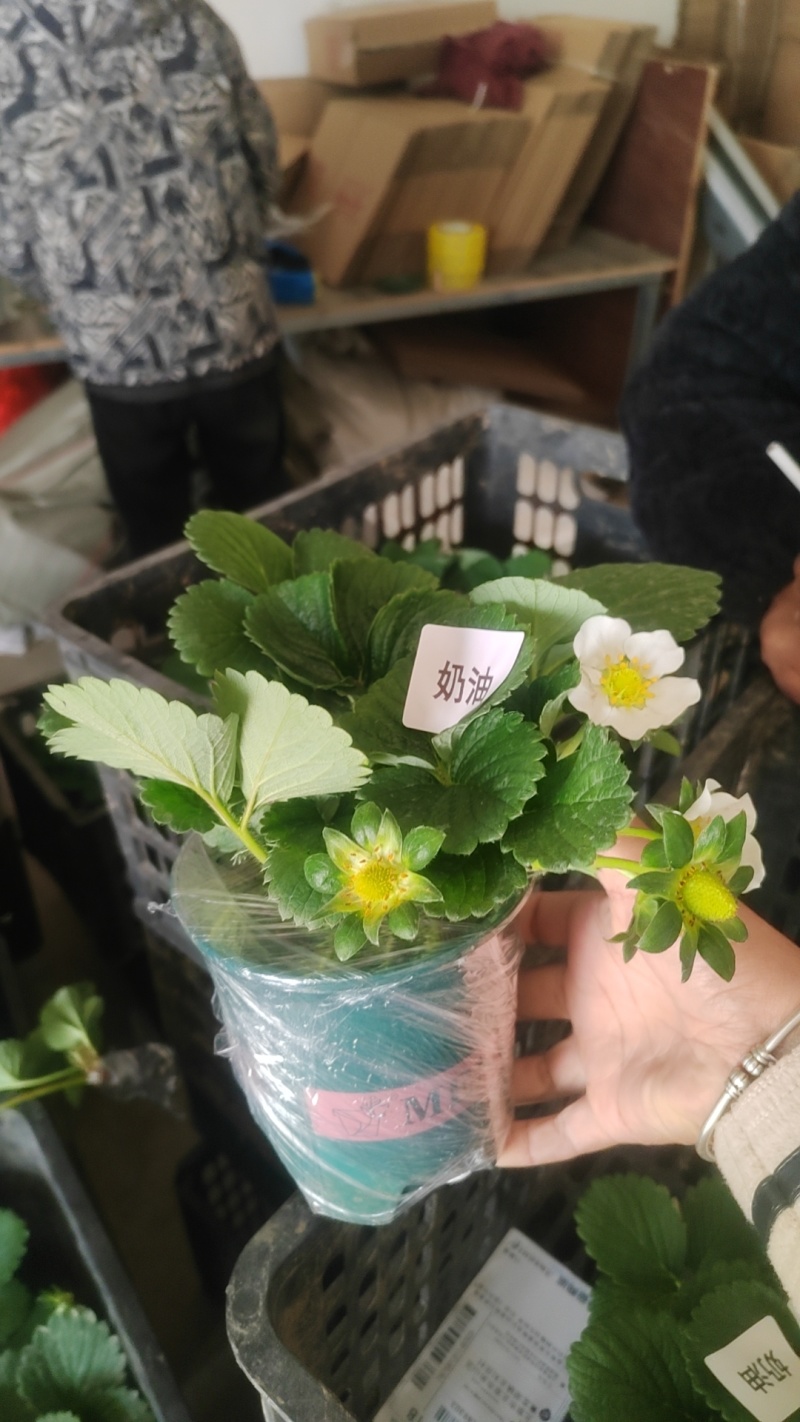 草莓苗带花带果带盆带土四季阳台室内外南北方盆栽果树苗当年