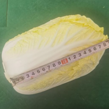 大娃娃菜湖北基地直发