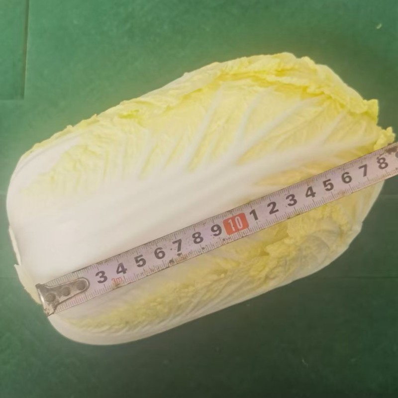 大娃娃菜湖北基地直发