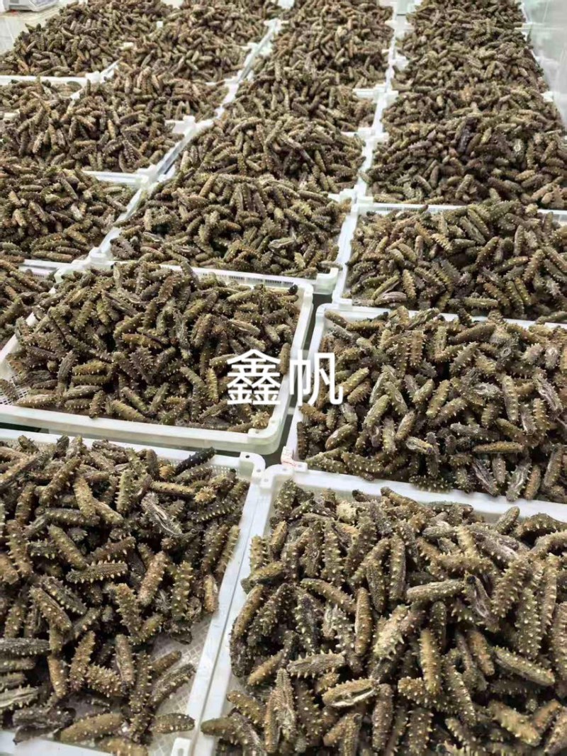 大连冷水速发海参工厂速发海参批发国标淡干海参