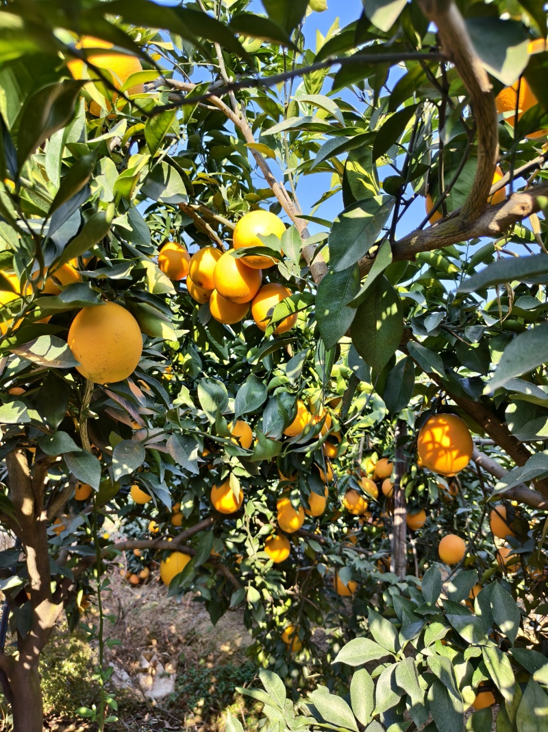 赣南脐橙，高山品种，专业对接线上线下各平台，工厂果市场果