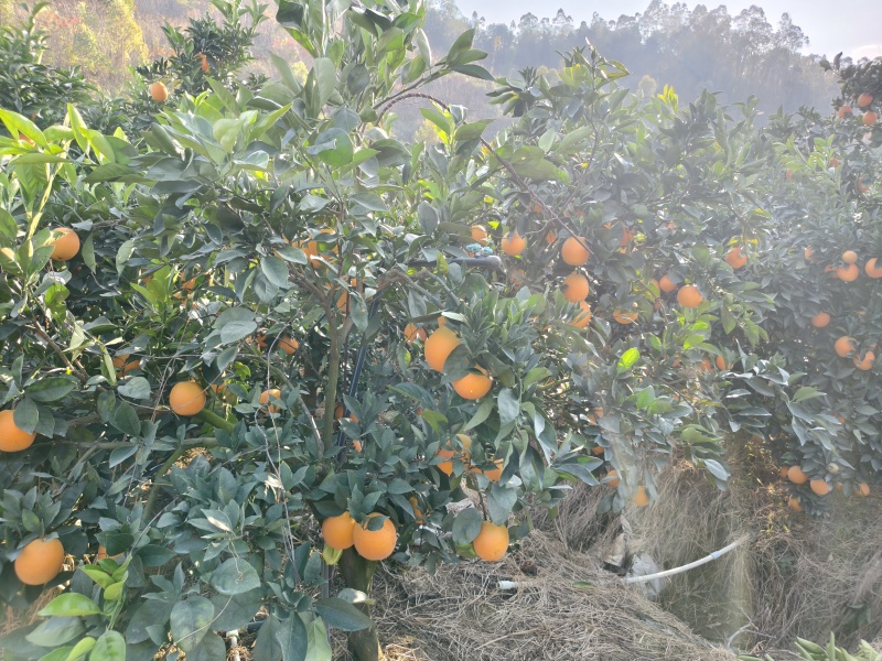 赣南脐橙，高山品种，专业对接线上线下各平台，工厂果市场果