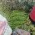 山东临沂长年供应贡菜，质量好价格实惠，欢迎合作