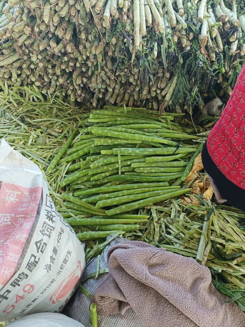 山东临沂长年供应贡菜，质量好价格实惠，欢迎合作
