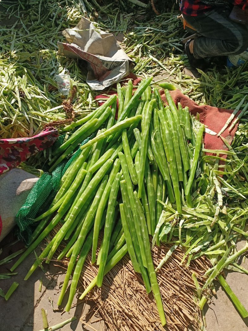 山东临沂长年供应贡菜，质量好价格实惠，欢迎合作
