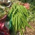 山东临沂长年供应贡菜，质量好价格实惠，欢迎合作