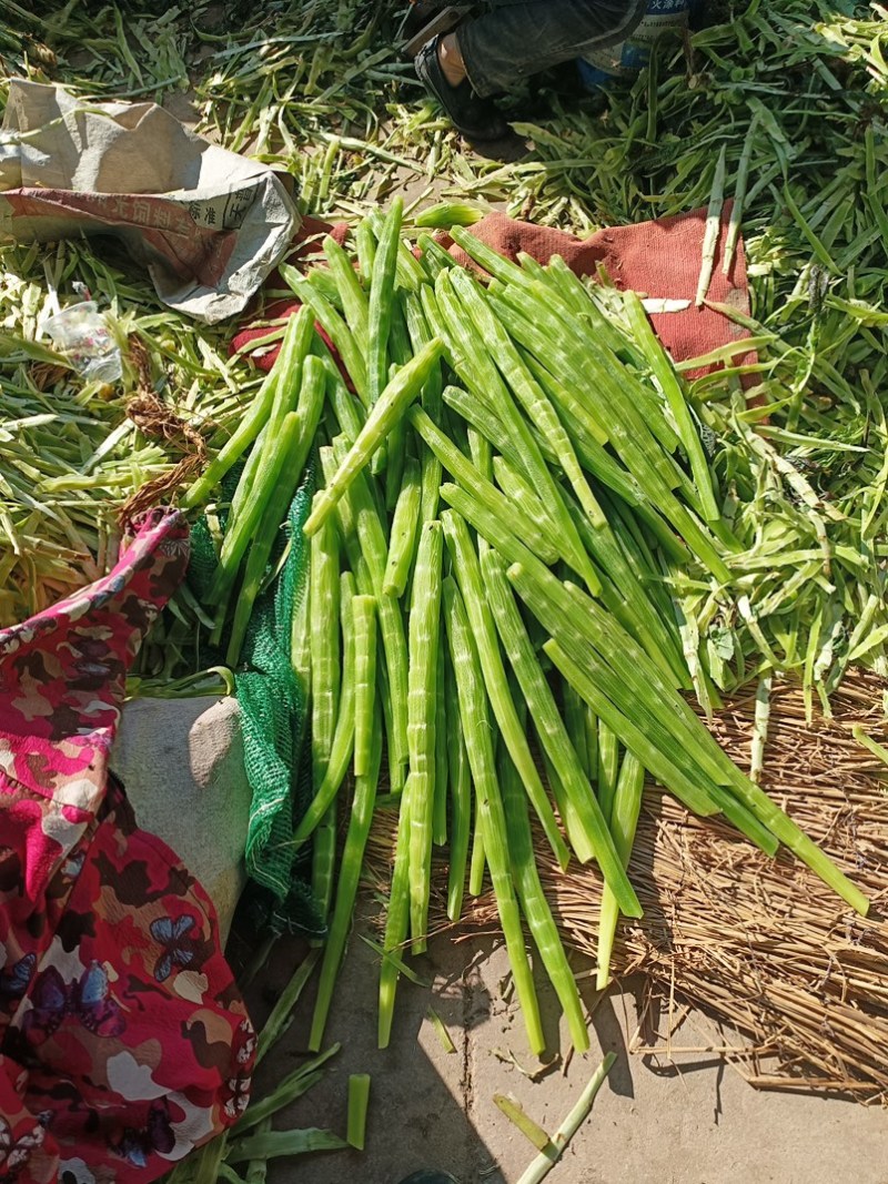 山东临沂长年供应贡菜，质量好价格实惠，欢迎合作
