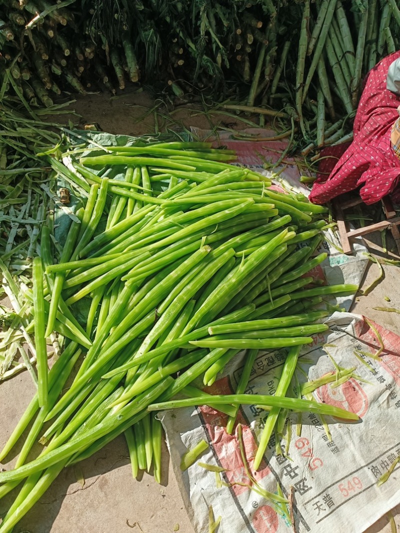 山东临沂长年供应贡菜，质量好价格实惠，欢迎合作
