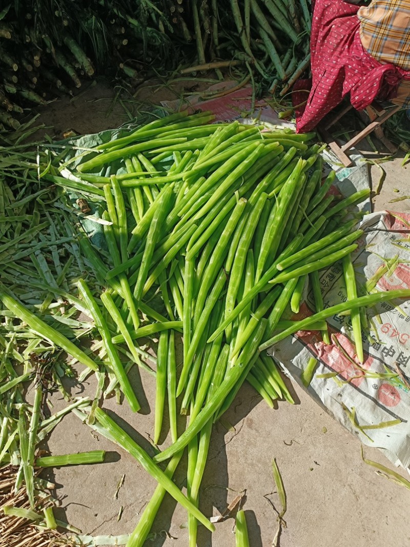 山东临沂长年供应贡菜，质量好价格实惠，欢迎合作