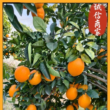 江西脐橙多汁爽口脆甜产地直供价格优惠，专业对接多多仓市场
