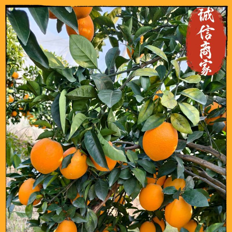 江西脐橙多汁爽口脆甜产地直供价格优惠，专业对接多多仓市场
