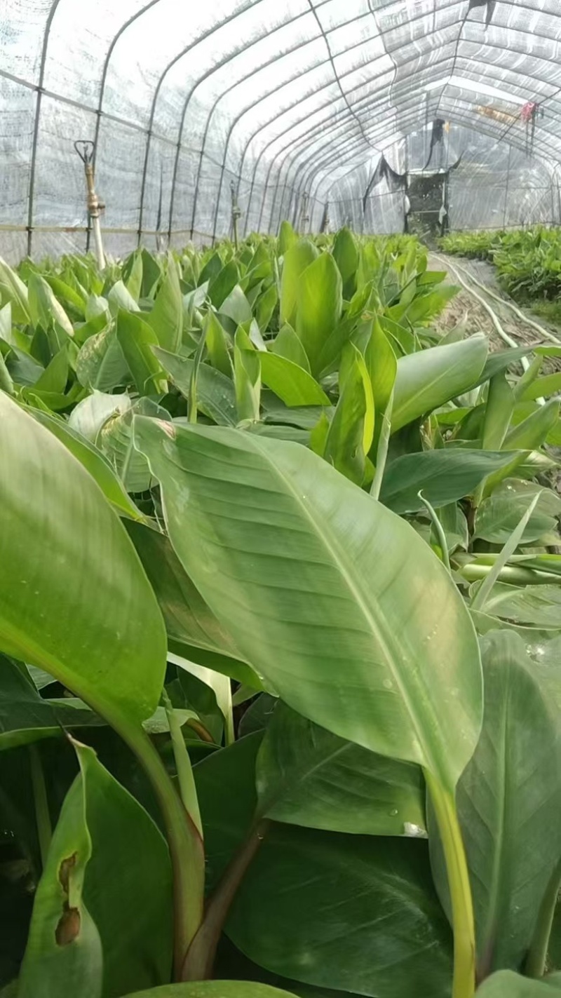 桂蕉一号、小米蕉、红香蕉苗，杯苗成活率高，好管理