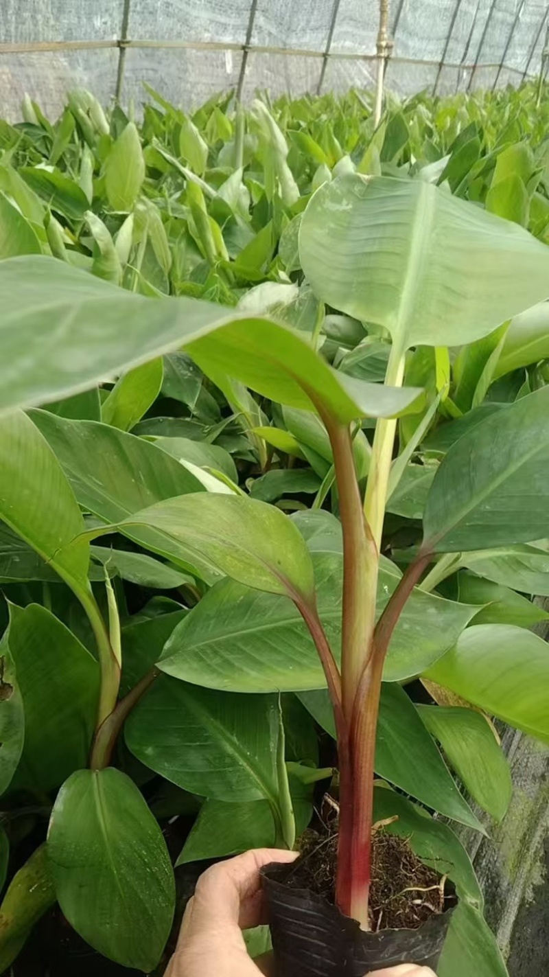 桂蕉一号、小米蕉、红香蕉苗，杯苗成活率高，好管理