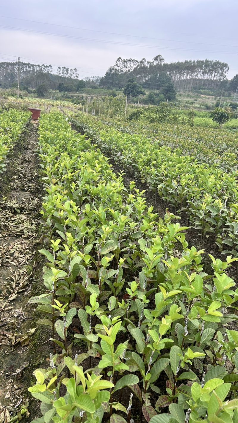 珍珠芭乐白心、西瓜红番石榴苗。