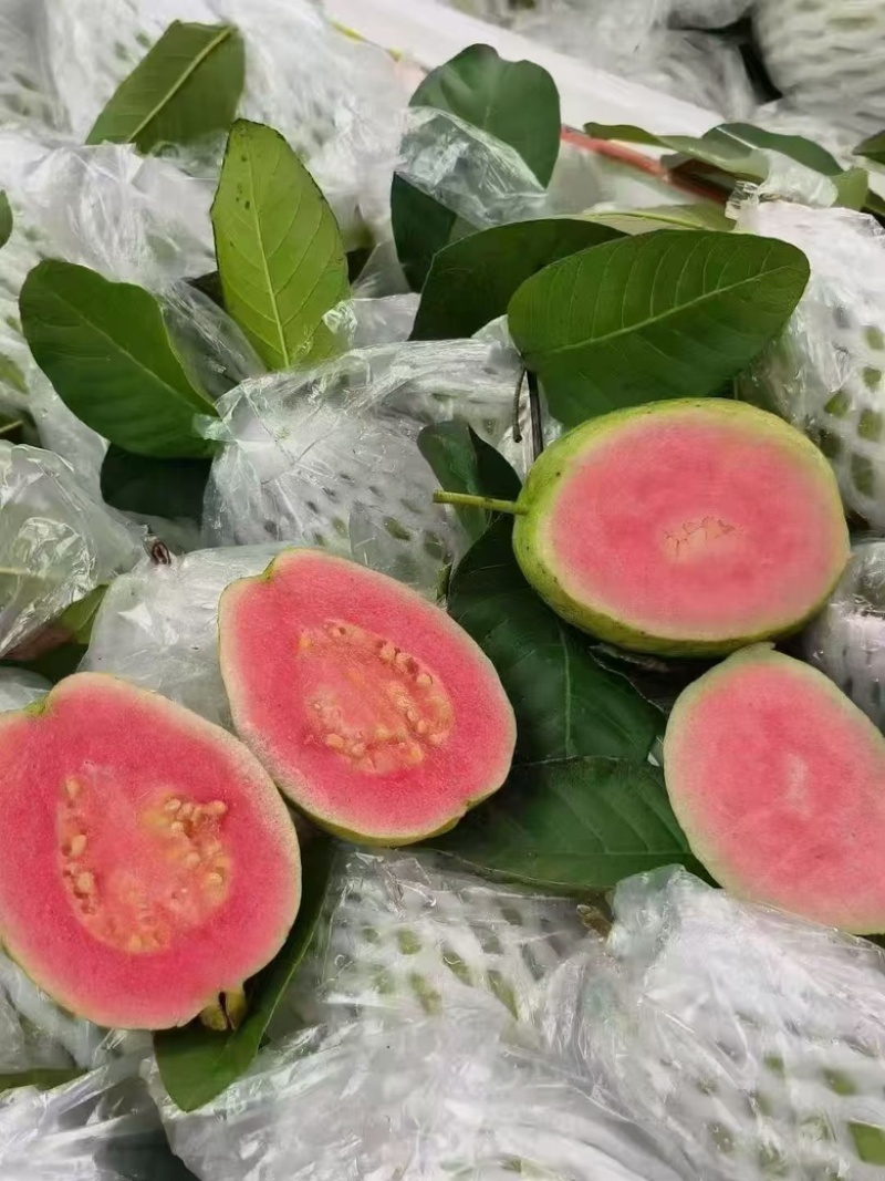 珍珠芭乐白心、西瓜红番石榴苗。