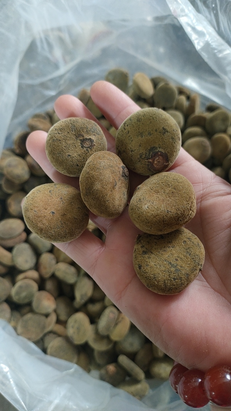 正宗化州橘红胎果饼