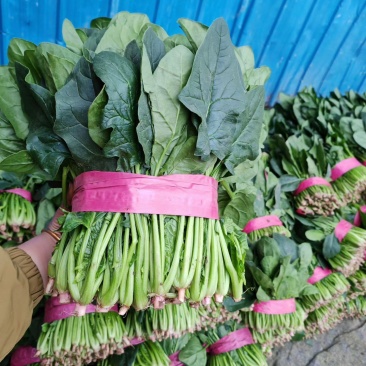 精品菠菜