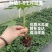 红肉水果木瓜苗、大青木瓜苗，量大从优，欢迎采购
