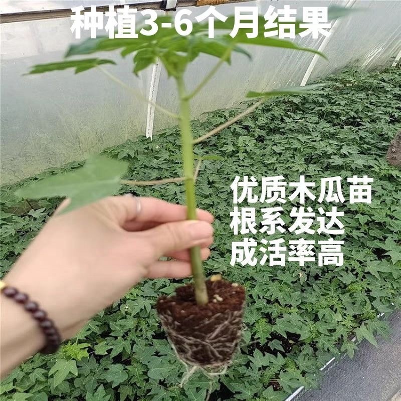 红肉水果木瓜苗、大青木瓜苗，量大从优，欢迎采购