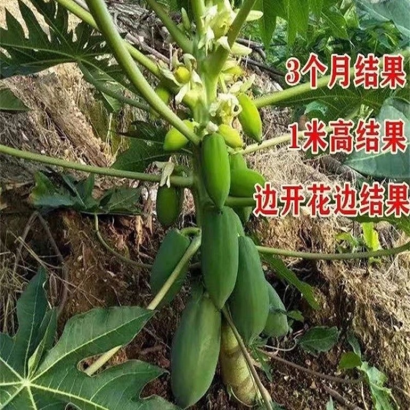红肉水果木瓜苗、大青木瓜苗，量大从优，欢迎采购