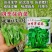 四季豌豆苗种籽春秋芽苗菜种子味甜鲜嫩无须速生掐尖芽苗菜种