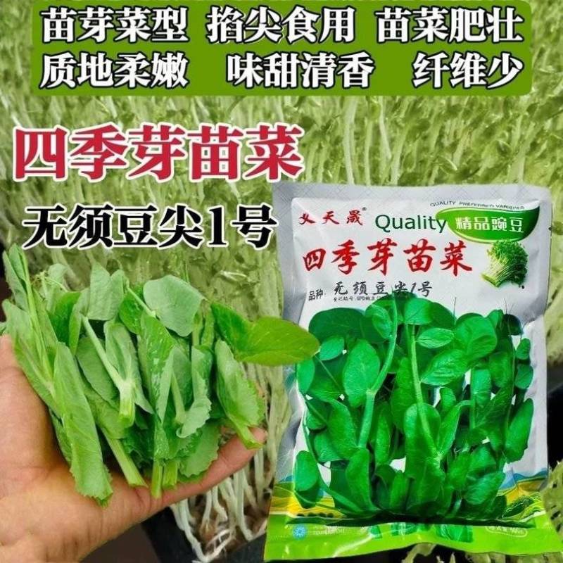 四季豌豆苗种籽春秋芽苗菜种子味甜鲜嫩无须速生掐尖芽苗菜种