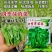 四季豌豆苗种籽春秋芽苗菜种子味甜鲜嫩无须速生掐尖芽苗菜种
