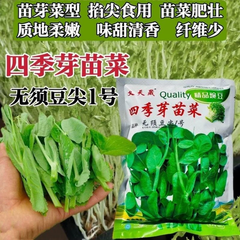 四季豌豆苗种籽春秋芽苗菜种子味甜鲜嫩无须速生掐尖芽苗菜种