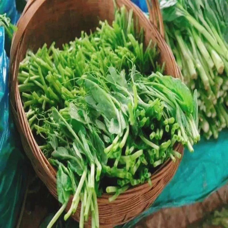 四季豌豆苗种籽春秋芽苗菜种子味甜鲜嫩无须速生掐尖芽苗菜种