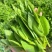 四季豌豆苗种籽春秋芽苗菜种子味甜鲜嫩无须速生掐尖芽苗菜种
