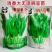 四季豌豆苗种籽春秋芽苗菜种子味甜鲜嫩无须速生掐尖芽苗菜种