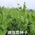 四季豌豆苗种籽春秋芽苗菜种子味甜鲜嫩无须速生掐尖芽苗菜种