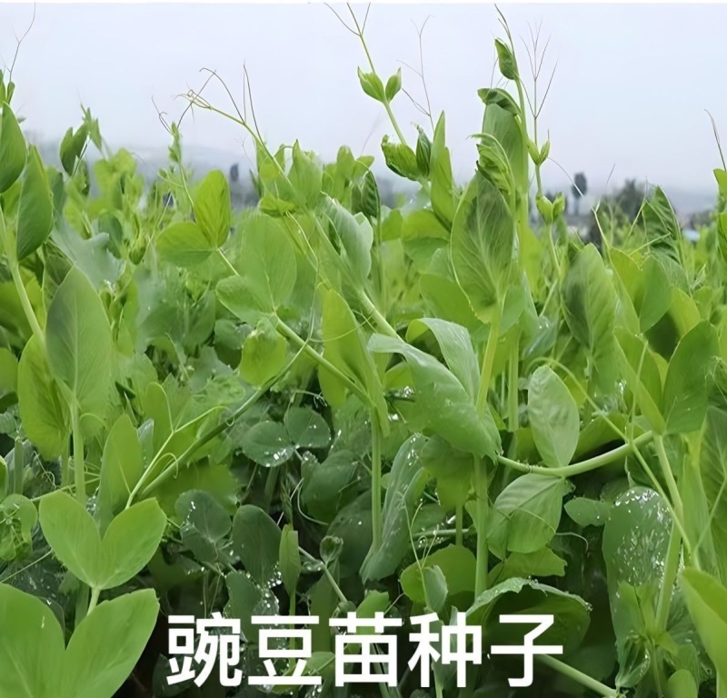 四季豌豆苗种籽春秋芽苗菜种子味甜鲜嫩无须速生掐尖芽苗菜种
