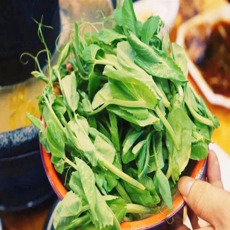 四季豌豆苗种籽春秋芽苗菜种子味甜鲜嫩无须速生掐尖芽苗菜种