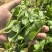 四季豌豆苗种籽春秋芽苗菜种子味甜鲜嫩无须速生掐尖芽苗菜种