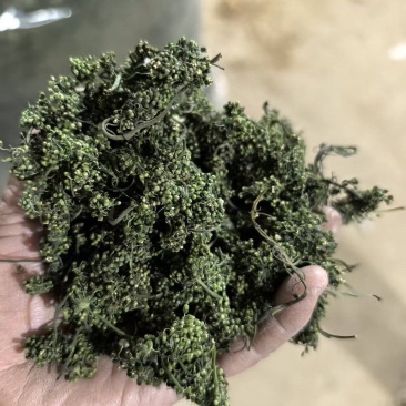 人参花茶